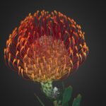 pincushion protea leucospermum floral scan 3d model