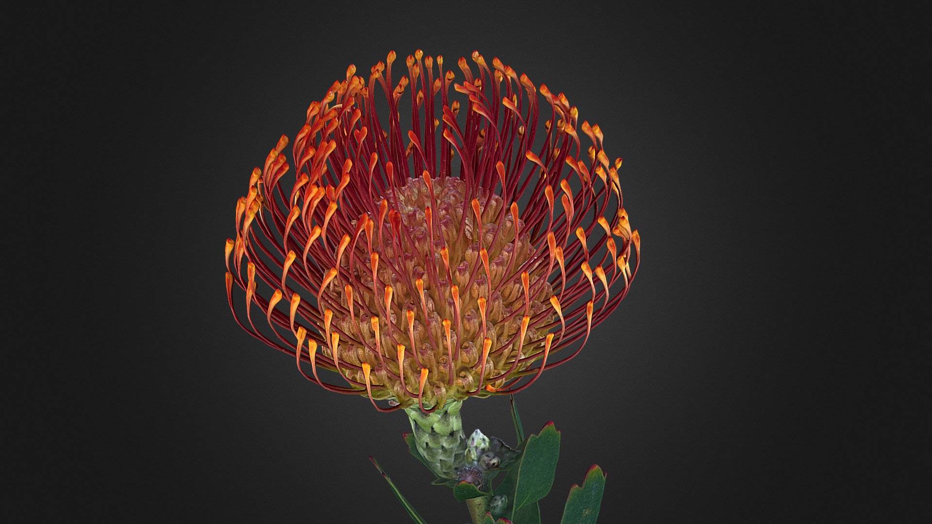 Pincushion Protea (Leucospermum) – Floral Scan