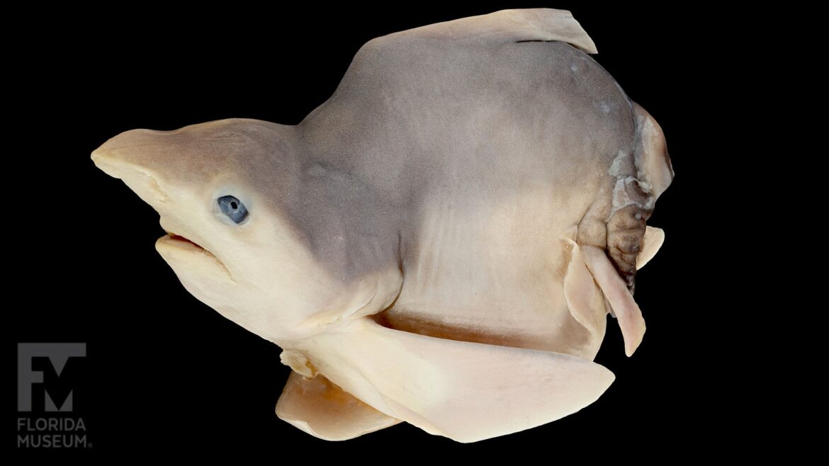 sandbar shark carcharhinidae 3d model