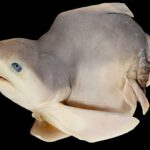 sandbar shark carcharhinidae 3d model