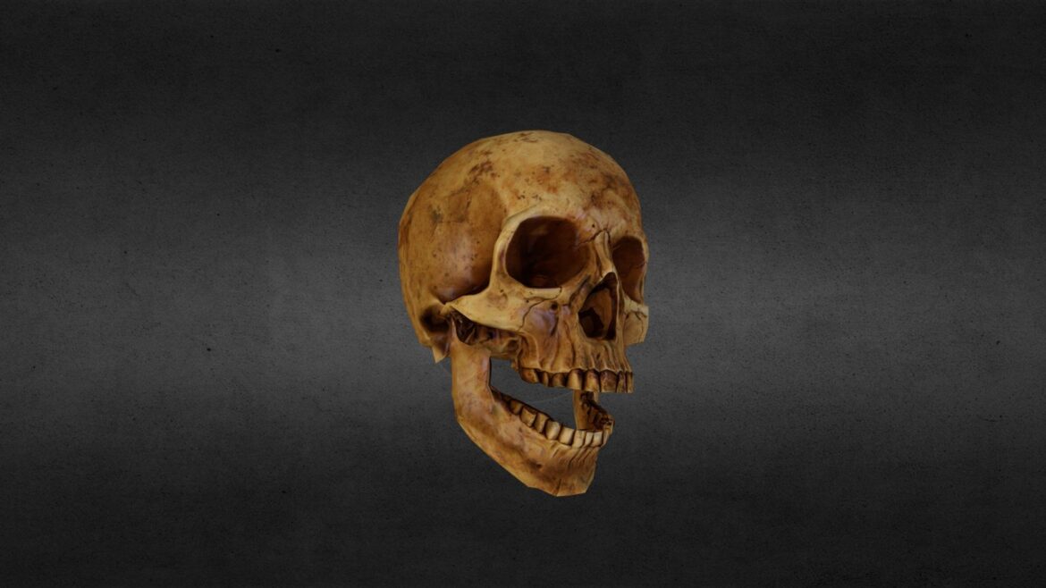 Human Skull 3d Model - Detailed human skull 3d model showcasing accurate bone structure and anatomical features.