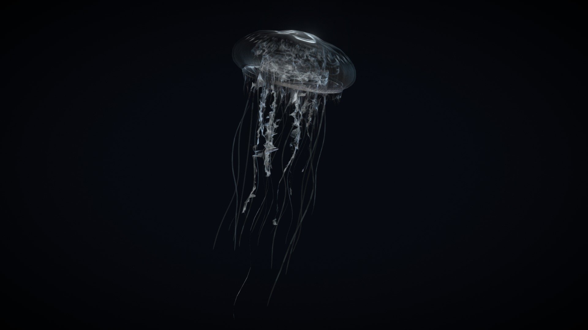 Jellyfish (30%OFF)