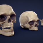 Stylized Human Skull – Low Poly
