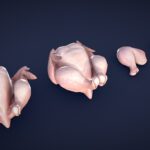 Stylized Raw Chicken – Low Poly