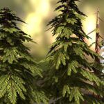summer & snowy pine trees