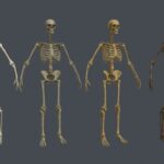 Realistic Human Skeleton Multiple Variations
