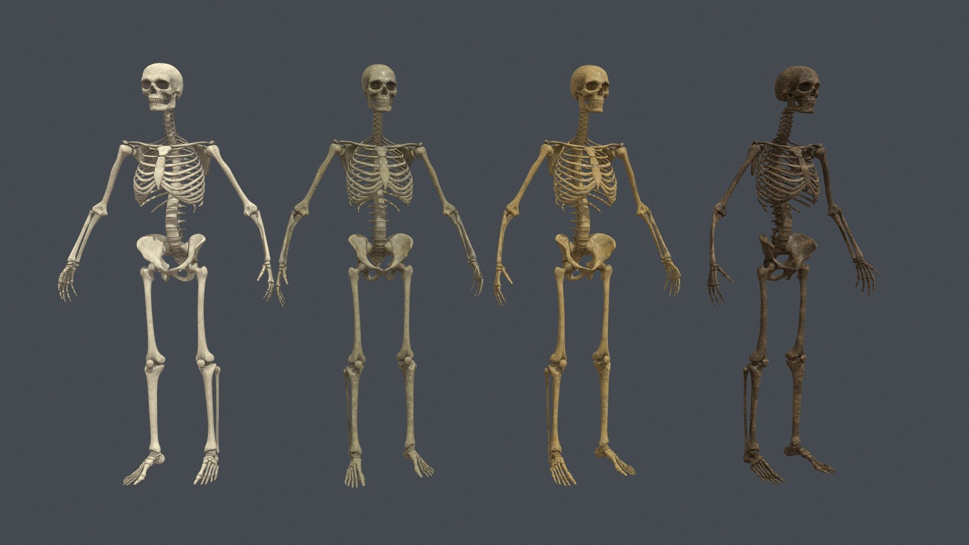 Realistic Human Skeleton Multiple Variations