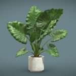 Alocasia Macrorrhiza