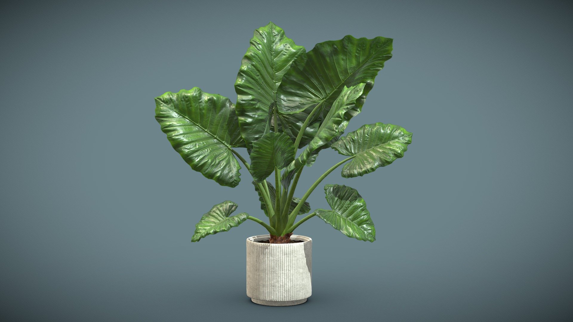 Alocasia Macrorrhiza