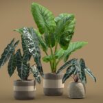 Alocasia Plants Set