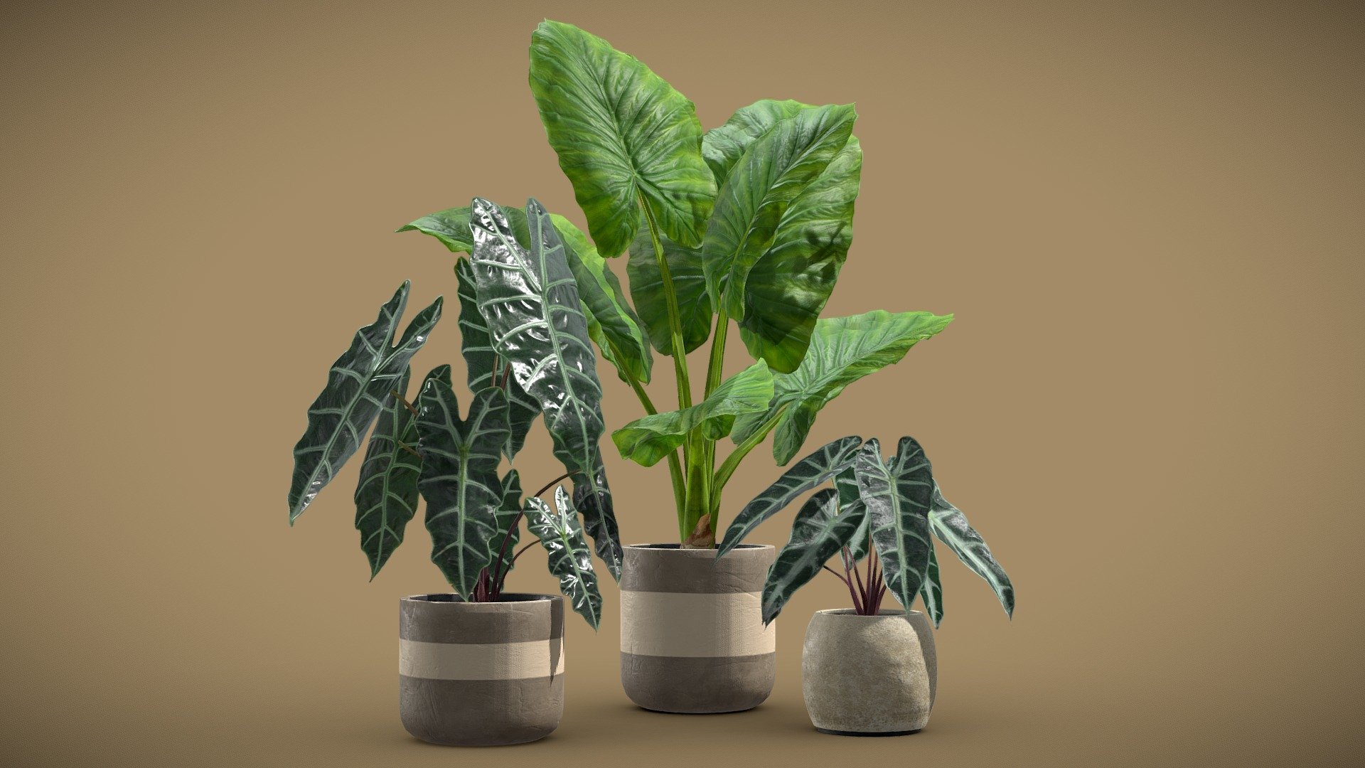 Alocasia Plants Set
