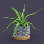 Aloe Vera Small Pot