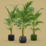 Areca Palms