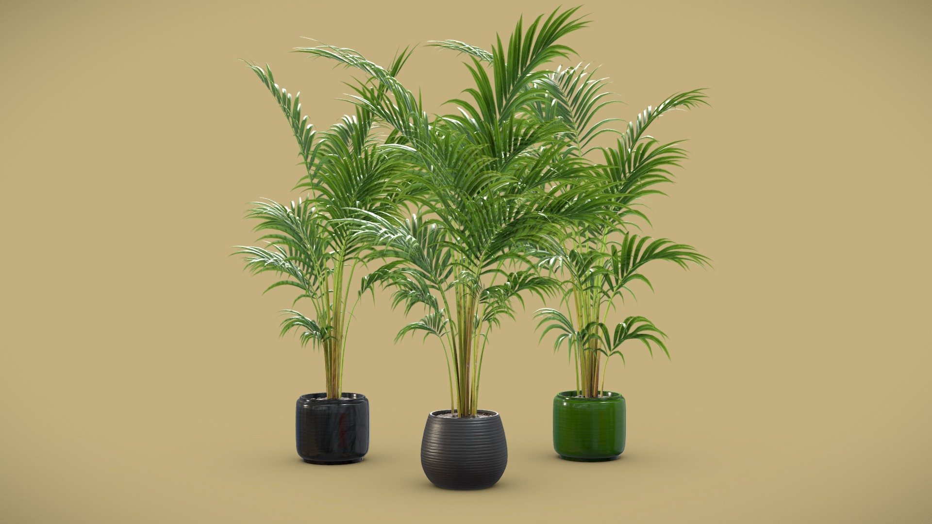 Areca Palms
