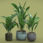 Aspidistra Elatior Pack