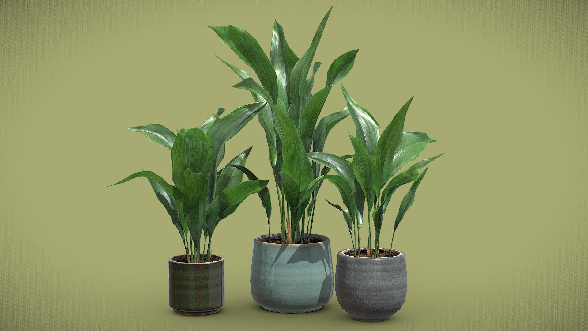Aspidistra Elatior Pack
