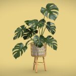 Bamboo Stand Plant Monstera Deliciosa