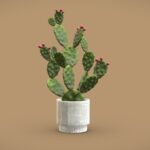 Cactus Opuntia