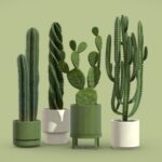 Cactus Pack 02