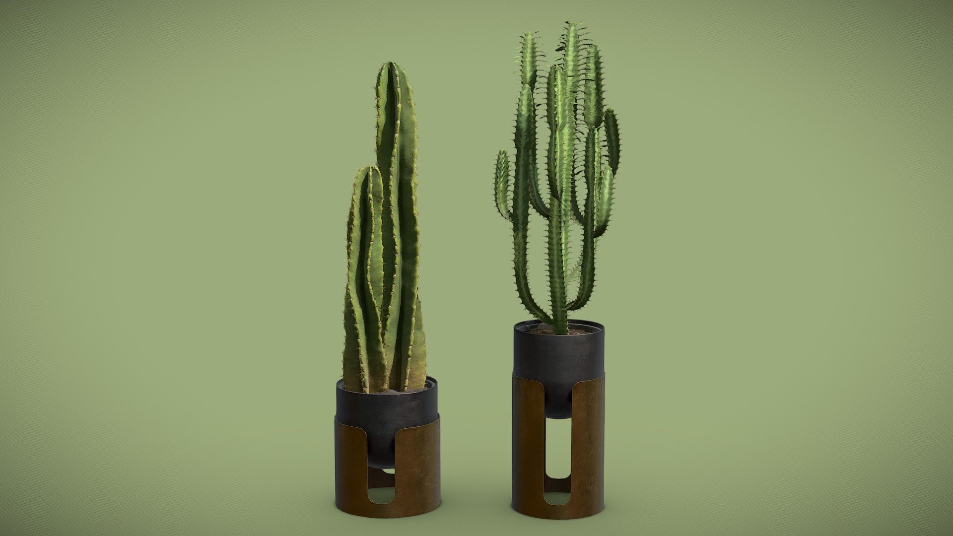 Cactus Pack 04