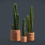 Cactus Pack