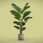Calathea Lutea Concrete Pot