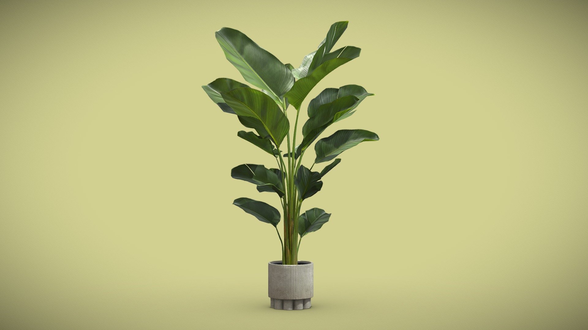 Calathea Lutea Concrete Pot