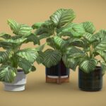 Calathea Orbifolia Pack