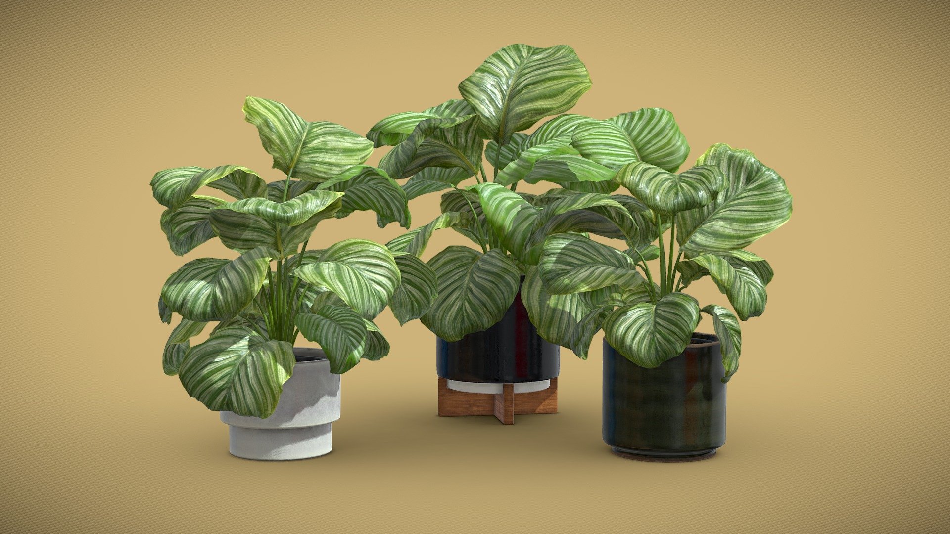 Calathea Orbifolia Pack