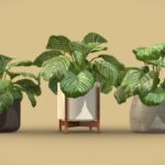 Calathea Orbifolia Set