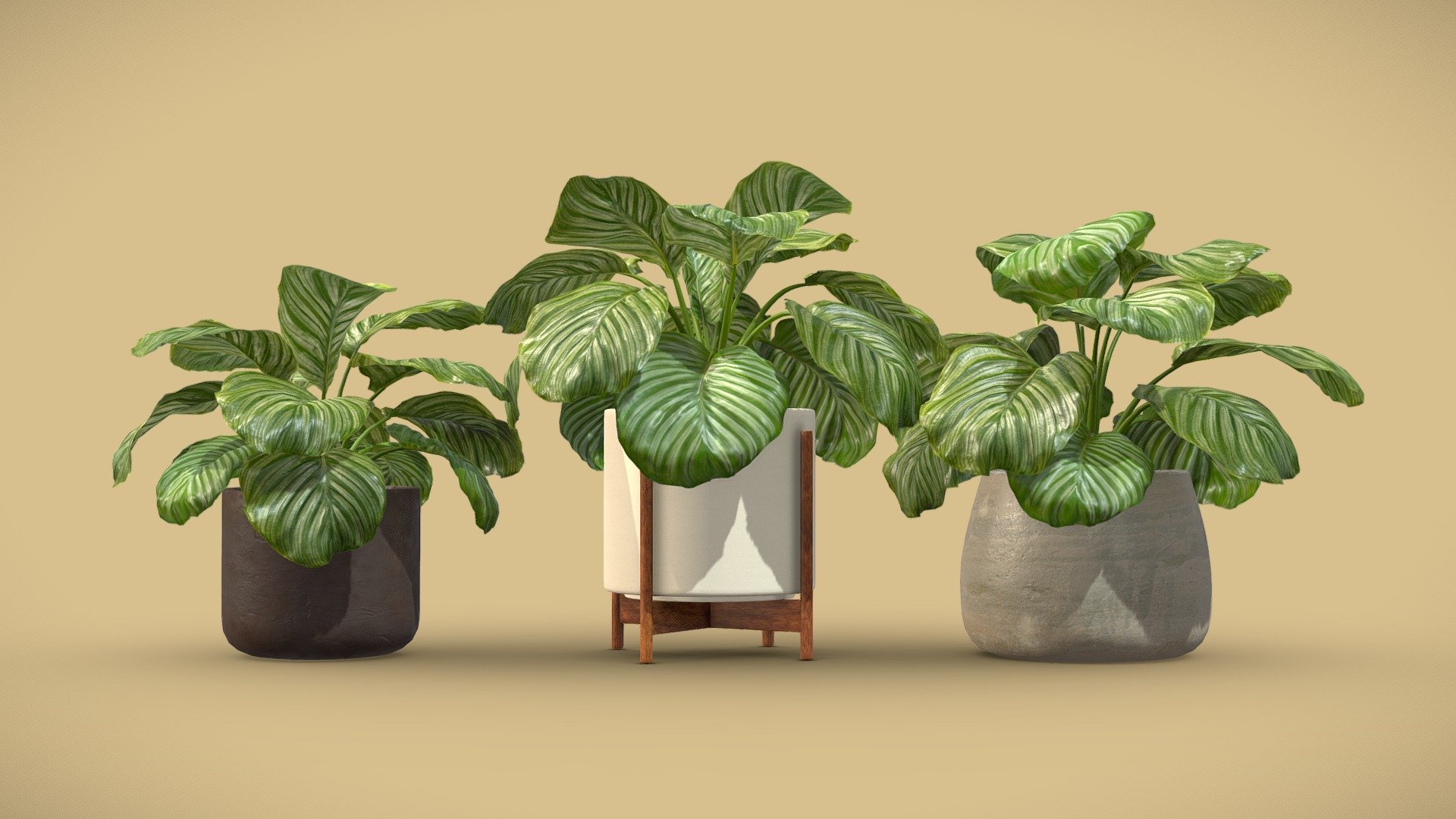 Calathea Orbifolia Set