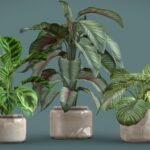 Calathea Plants Pack