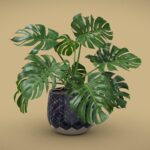 Ceramic Pot Plant Monstera Deliciosa