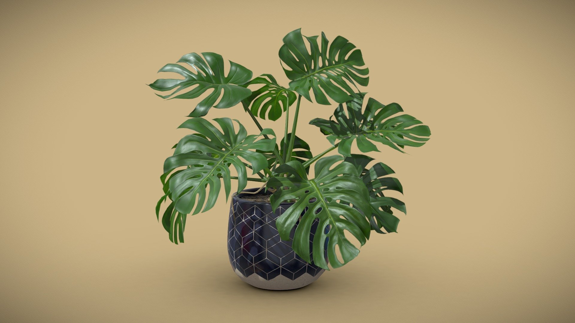 Ceramic Pot Plant Monstera Deliciosa