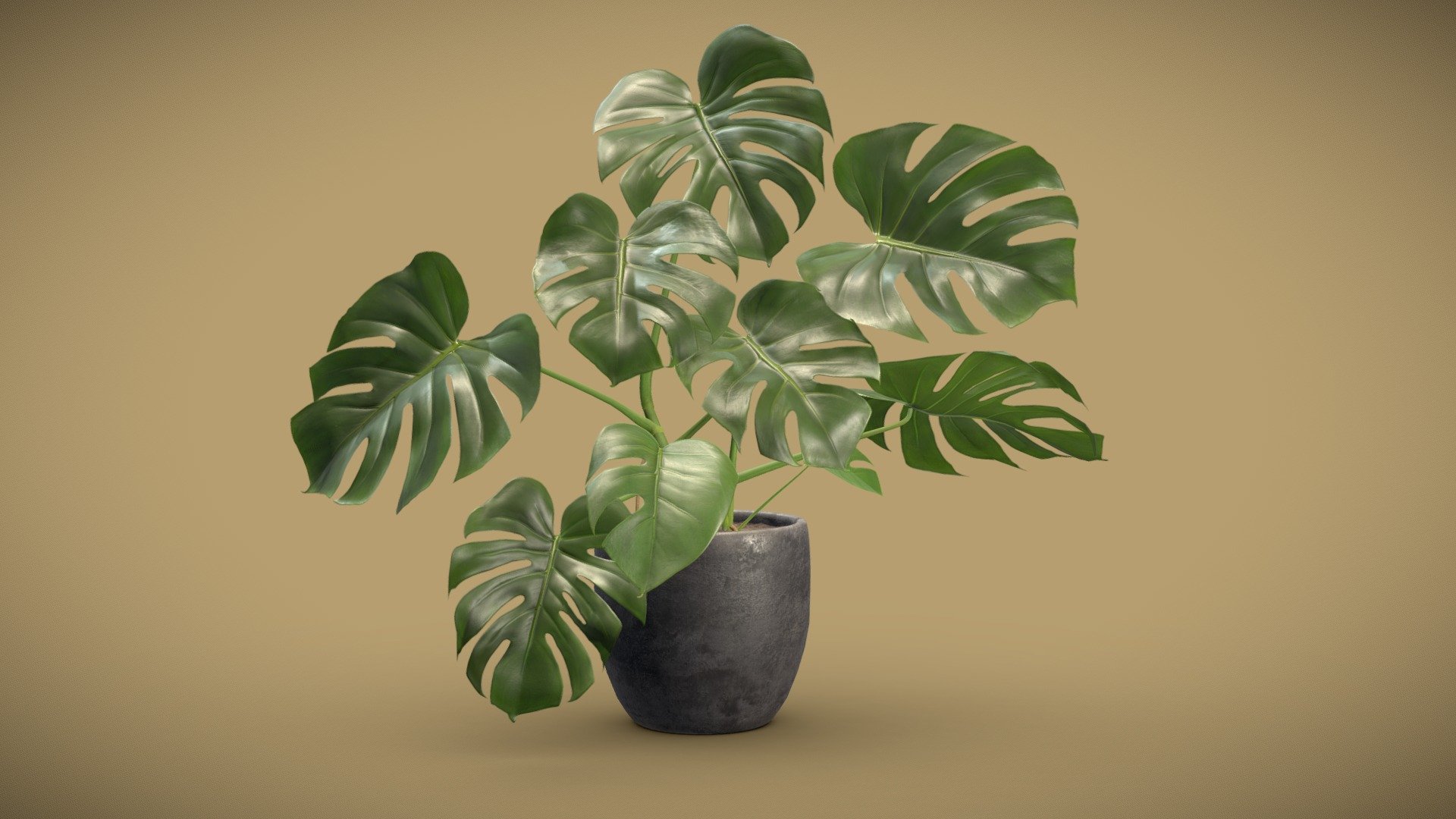 Concrete Pot Plant Monstera Deliciosa