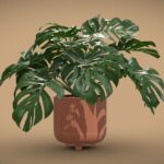 Design Pot Plant Monstera Deliciosa
