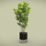 Dracaena Reflexa