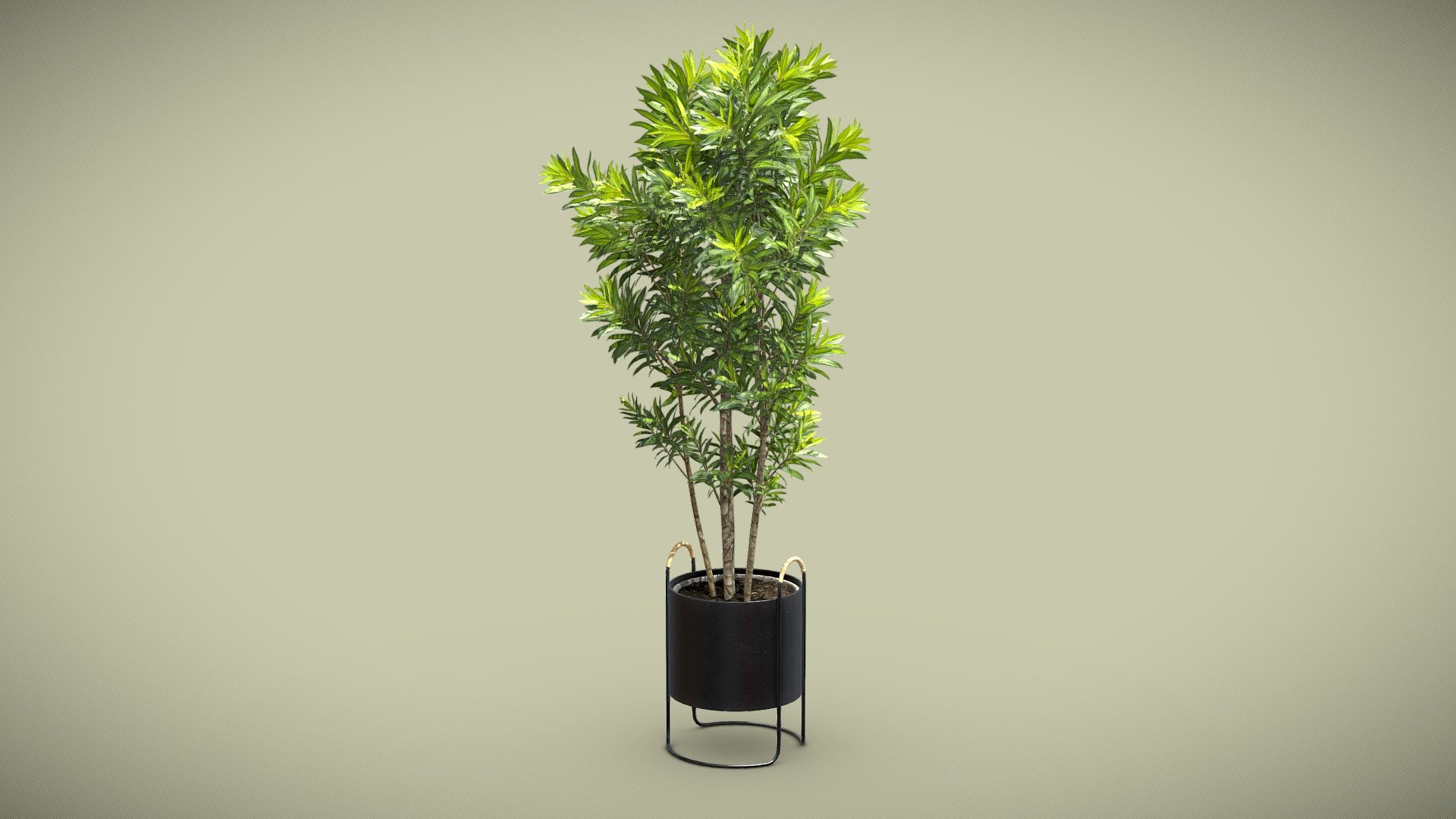 Dracaena Reflexa