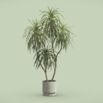 Dracaena Variegata