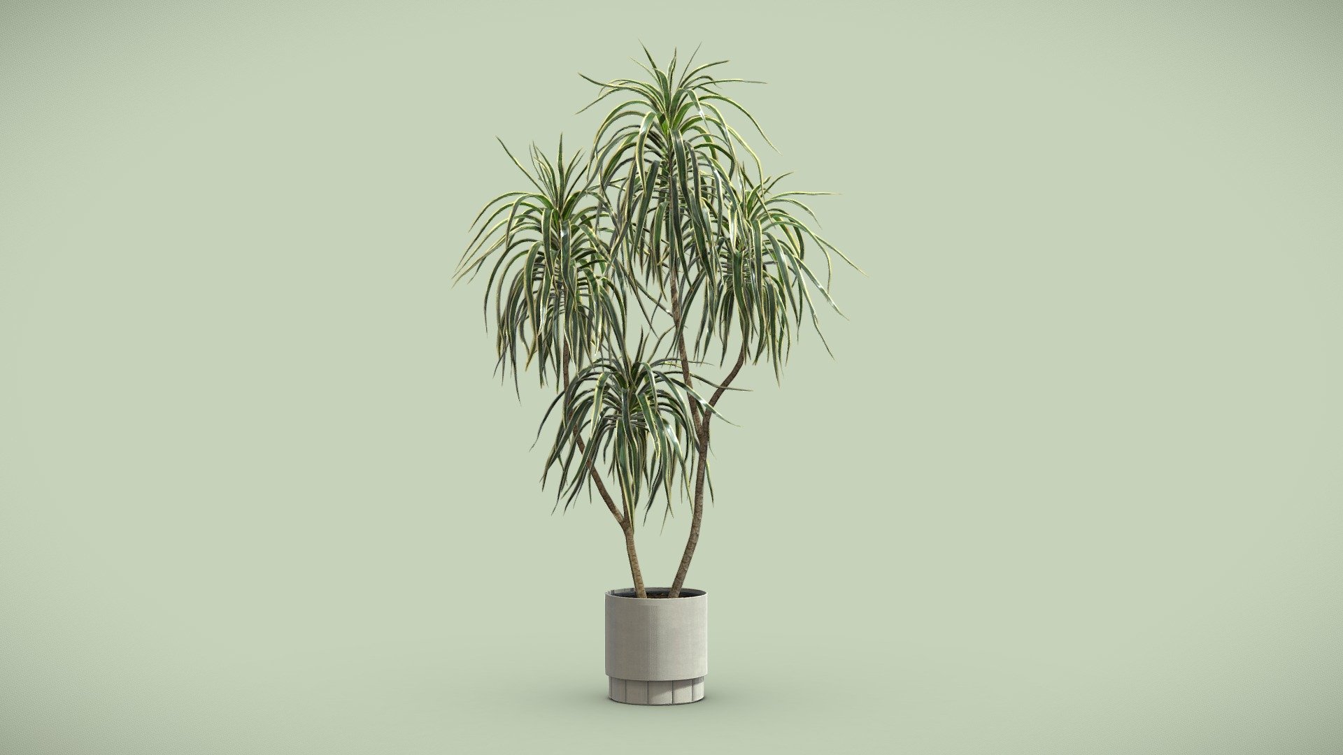 Dracaena Variegata