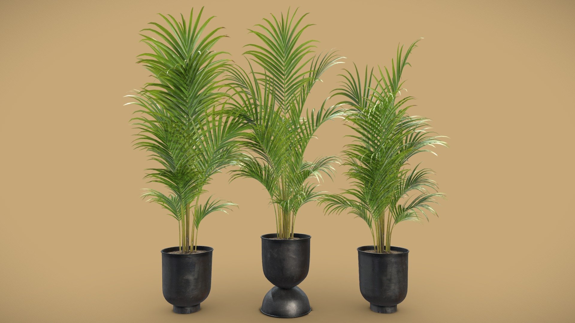 Dypsis Lutescens Set 02 – Areca Palm