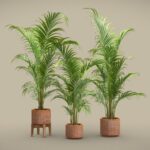 Dypsis Lutescens Set 03 – Areca Palm