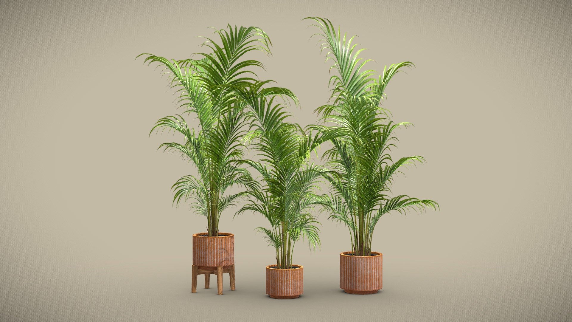 Dypsis Lutescens Set 03 – Areca Palm