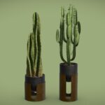 Cactus Pack 04