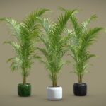 Dypsis Lutescens Set 04 – Areca Palm