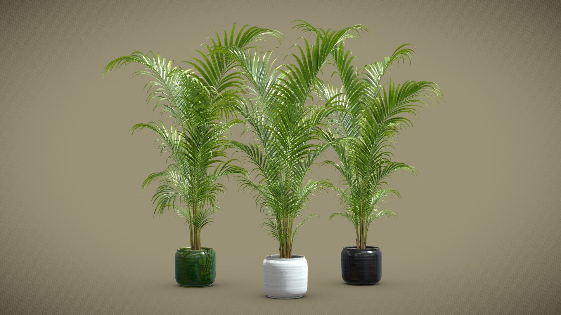 Dypsis Lutescens Set 04 – Areca Palm