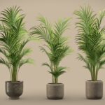 Dypsis Lutescens Set – Areca Palm