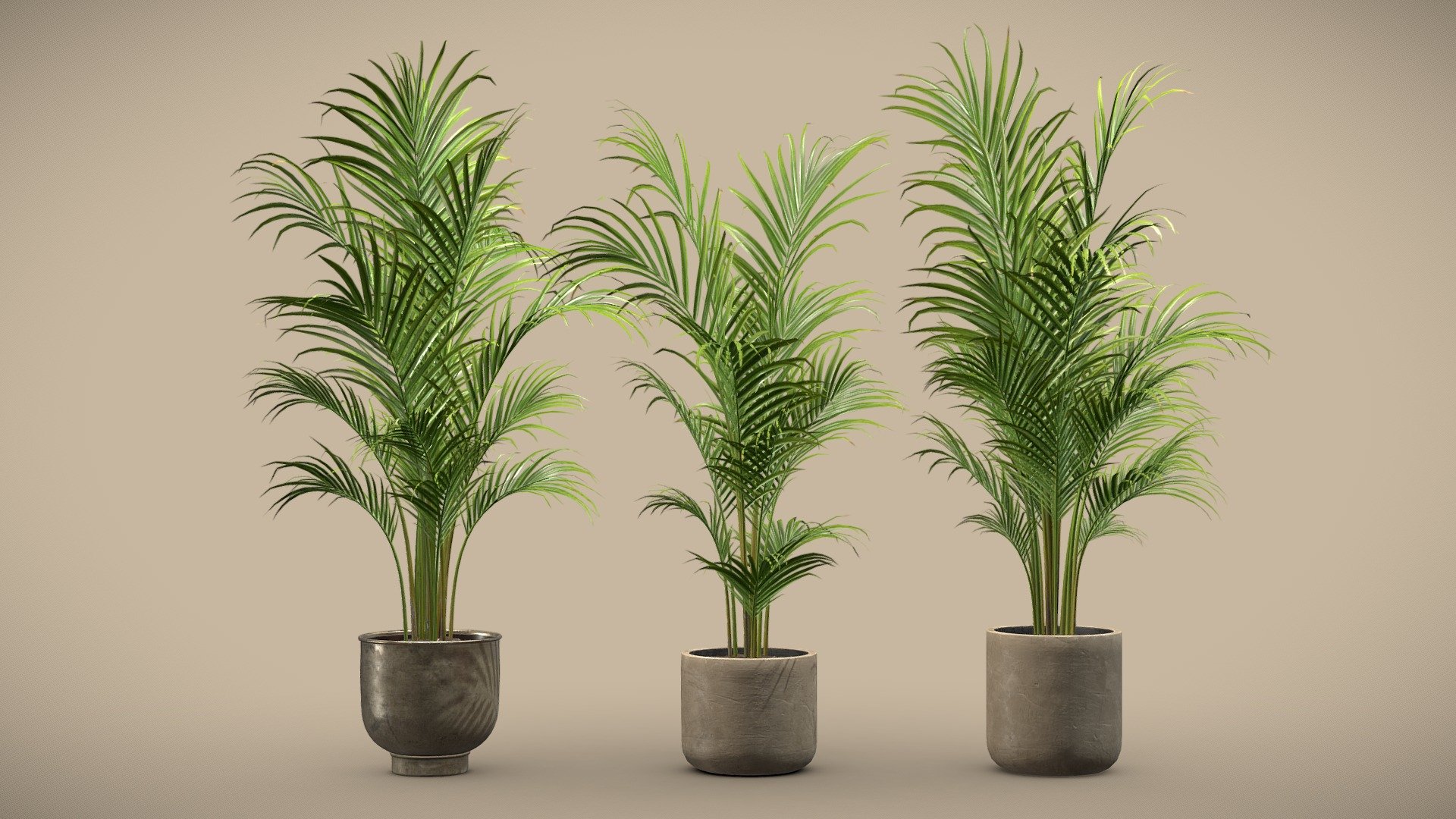 Dypsis Lutescens Set – Areca Palm