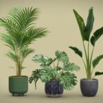 Exotic Indoor Plants Pack
