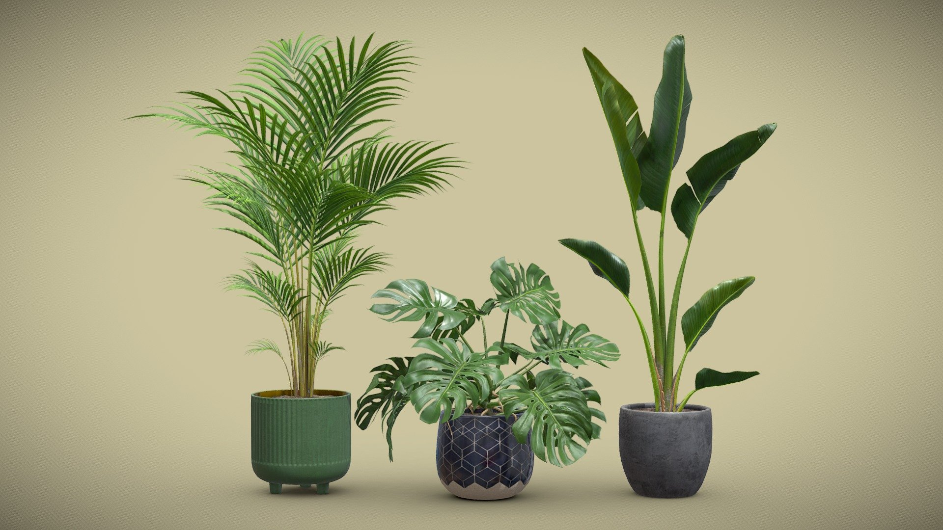 Exotic Indoor Plants Pack